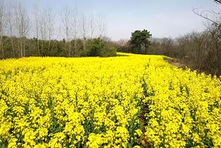 偷得浮生半日閑，一路踏青到平山——平山生態(tài)園春日游園采摘季歡迎您